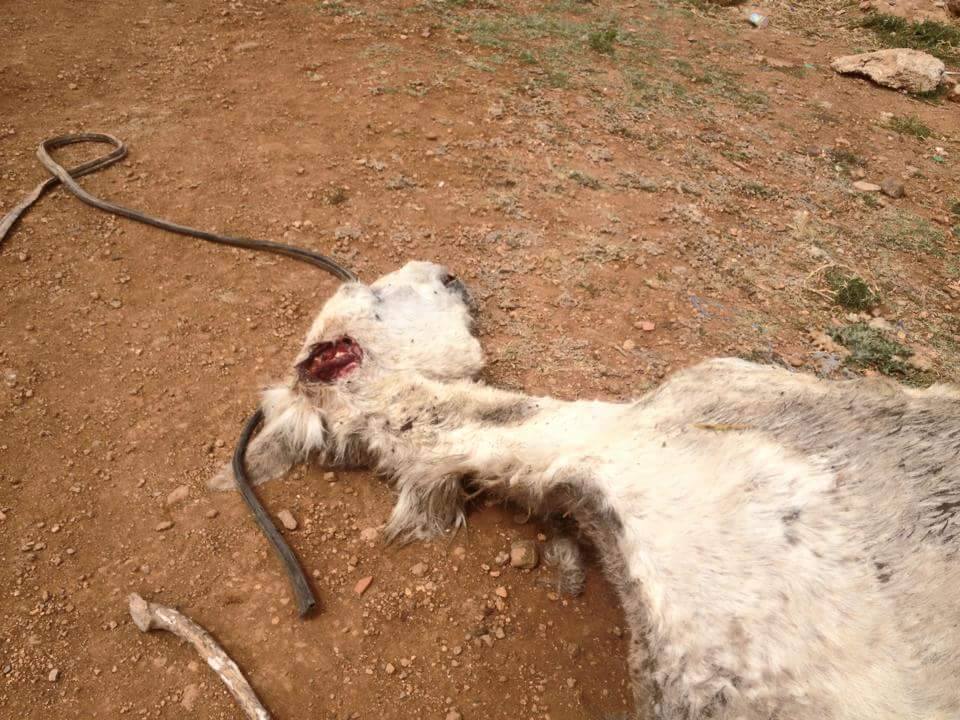 مجهولون يقطعون أذن دابة لإستخدامها في أعمال سحر وشعوذة بمدينة بني نصار