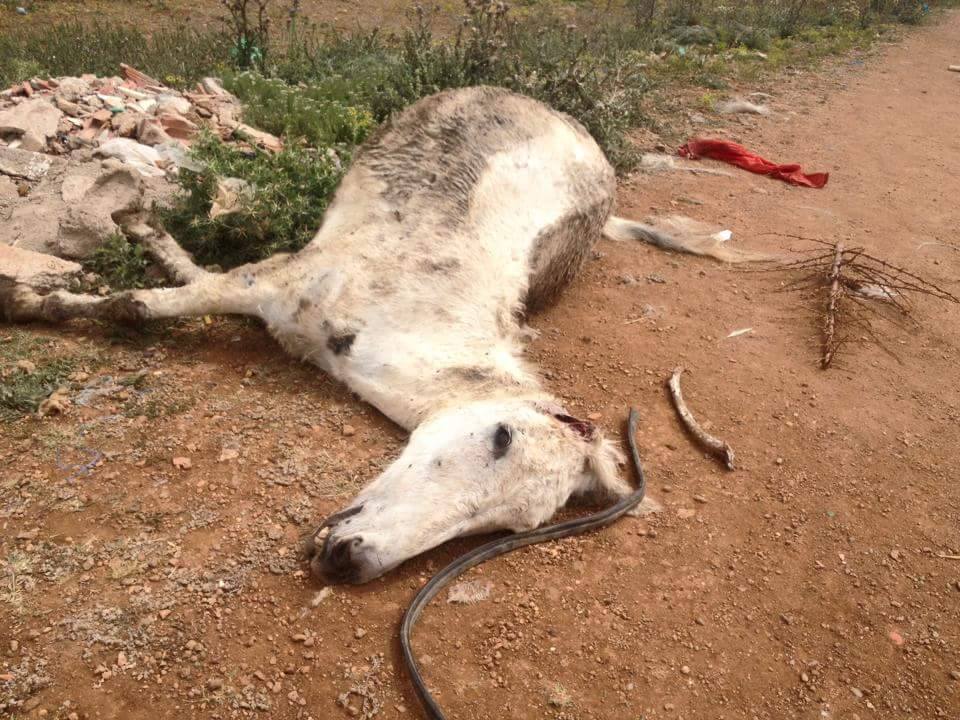 مجهولون يقطعون أذن دابة لإستخدامها في أعمال سحر وشعوذة بمدينة بني نصار