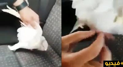 مثير.. مواطنون بدار الكبداني يعثرون على تمائم سحر بجناحي حمامة  مثير.. مواطنون بدار الكبداني يعثرون على تمائم سحر بجناحي حمامة