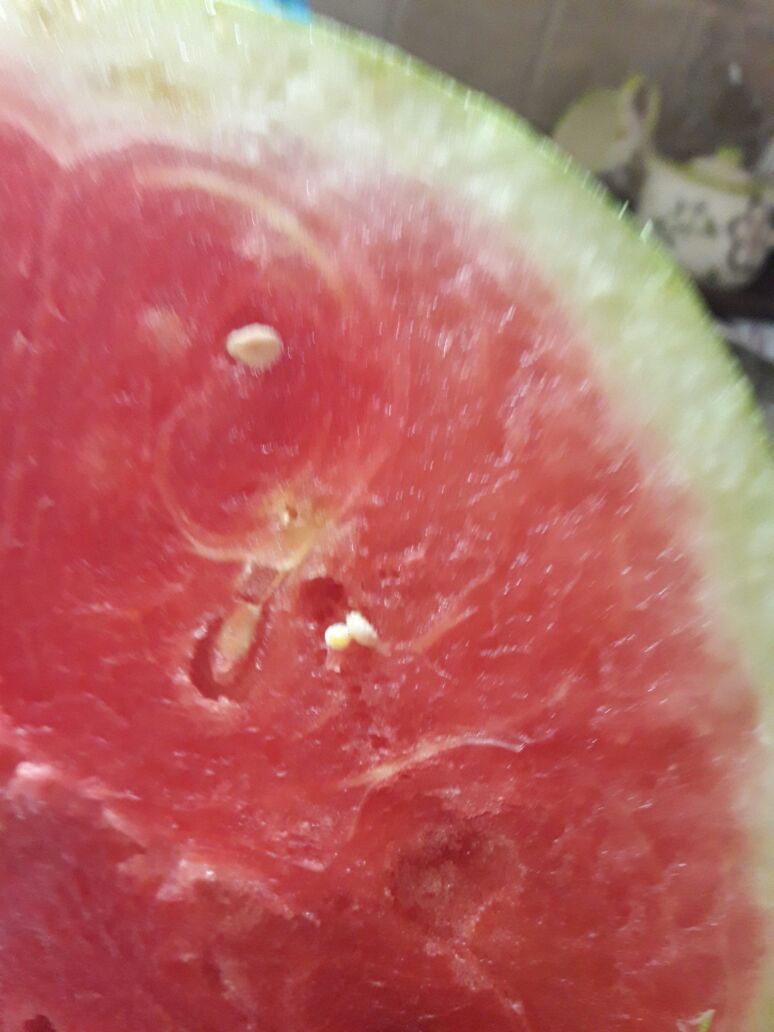 بعد إتهامات بتسميده بالبراز البشري.. انتشار صور  للدلاح  المغربي يغزوه الدود الأبيض  