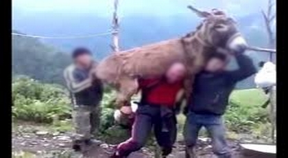 غريب.. إعتقال لص سرق أزيد من 30 حمار بالناظور وهذه قصته