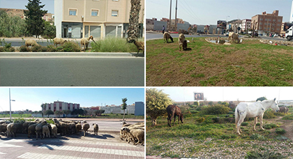 مساحات خضراء لم يمض على إحداثها وقت طويل تتحول إلى مرتع لسرح المواشي والأحصنة بأرجاء الناظور