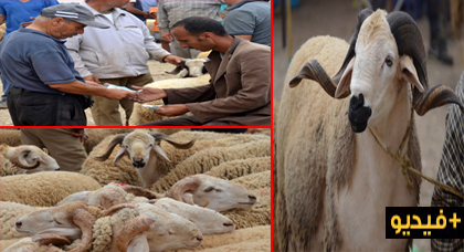 قبيل أيام من "العيد الكبير".. عرض الأضاحي يفوق الطلب في السوق الأسبوعي للدريوش