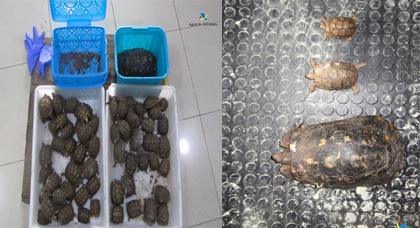 بالصور.. توقيف مغربي داخل ميناء مليلية بحوزته مجموعة من السلاحف المهددة بالإنقراض 