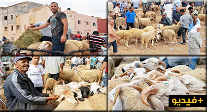 سوق الغنم بأزغنغان ... أسعار مستقرة و العرض يفوق الطلب 