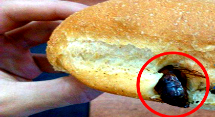خطير.. مواطن بمدينة زايو يعثر على صرصور "سراق الزيت" وسط قطعة خبز