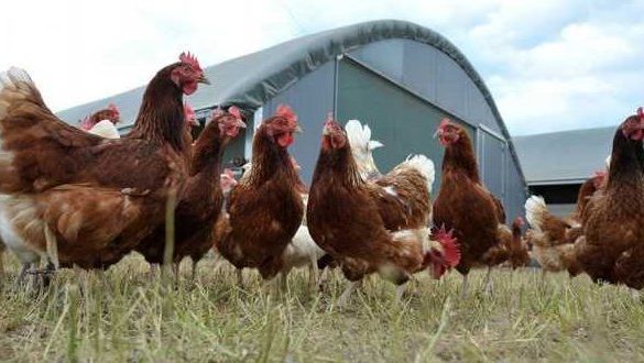 الأطباء البياطرة يكشفون حقيقة احتواء الدجاج "الكروازي" على مواد خطيرة