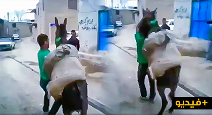  فيديو يوثق تعذيب "حمار" بتمسمان يثير موجة سخط على صفحات التواصل الاجتماعي