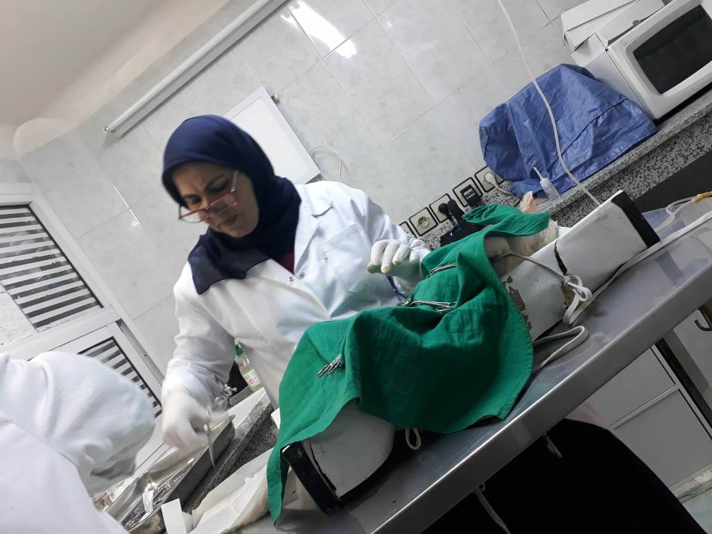 مشاركة ناظورية وازنة في حملة بيطرية وطنية لتعقيم الحيوانات الأليفة بعاصمة الشرق
