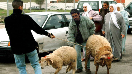 اسبانيا تخصص معبر بني انصار لمرور الأكباش المغربية إلى مليلية بمناسبة عيد الأضحى