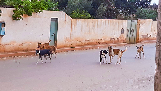 انتشار مهول للكلاب الضالة يثير مخاوف ساكنة جماعة دار الكبداني‎