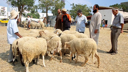 عقوبات واجراءات زجرية تنتظر المتلاعبين بأضاحي العيد الكبير