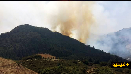 إندلاع حريق مهول بغابة الأرز باقليم الحسيمة والسلطات تعلن حالة إستنفار‎ لمحاصرته