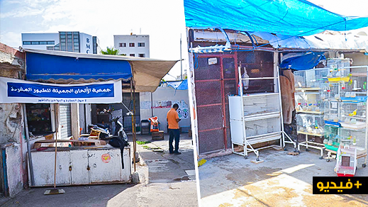 مثير بالناظور: 4 مزاولين لـ"بيع الطيور" يتوعدون بـ"الموت" تحت أنقاض سوق الدواجن القديم