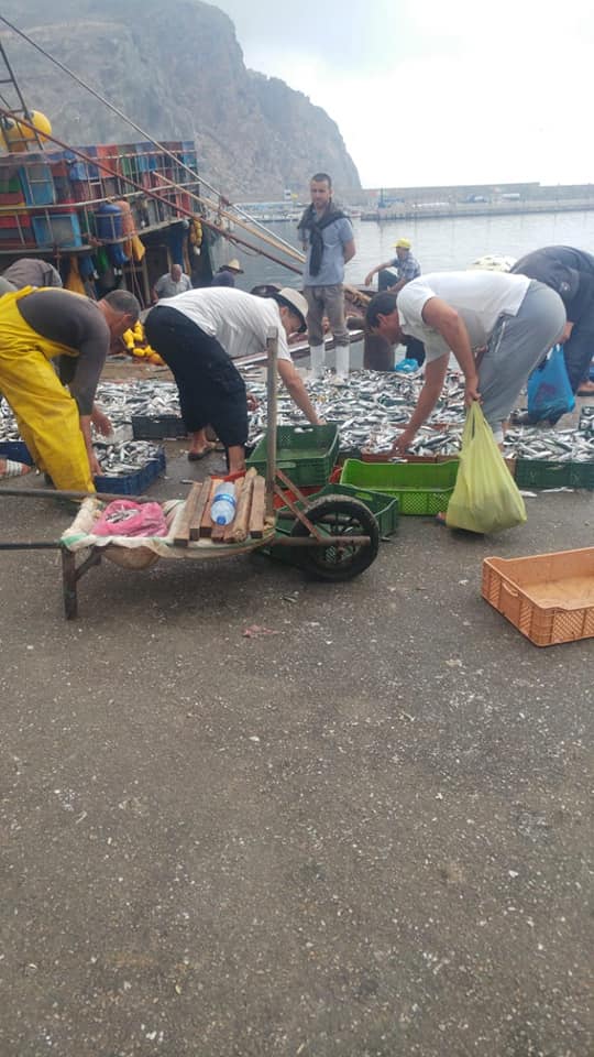 بالصور.. انهيار "تاريخي" لأسعار السردين وفائض مراكب الصيد بالحسيمة يوزع بالمجان