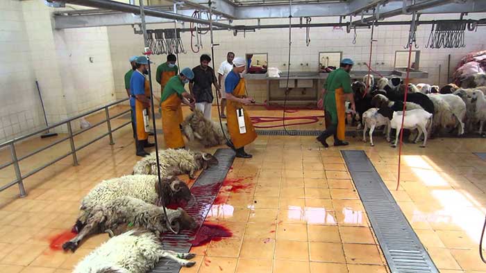 عيد الأضحى بالشرق.. هكذا تستعد الجهة لتنظيم عملية تسويق وذبح المواشي عيد الأضحى بالشرق.. هكذا تستعد الجهة لتنظيم عملية تسويق وذبح المواشي