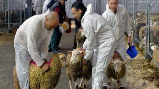 وزيرة تدعو مسلمي بلجيكا إلى تقديم تبرعات للمحرومين بمناسبة عيد الأضحى بدل ذبح خروف