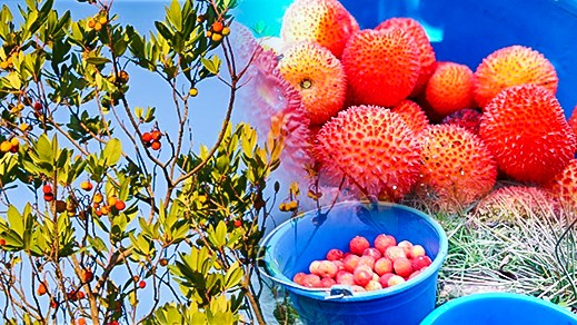 صور.. الساسنو فاكهة حمراء اللون زاهية تغري المارين بمحاذاة غابة جبل القرن بتمسمان صور.. الساسنو فاكهة حمراء اللون زاهية تغري المارين بمحاذاة غابة جبل القرن بتمسمان