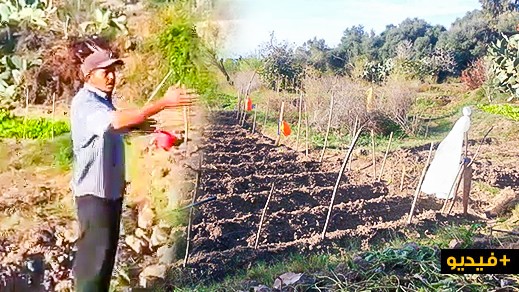 الدريوش.. انتشار الخنزير البري بجماعة أتروكوت وإتلافه المحاصيل الزراعية يدفع الفلاحين إلى الاستغاثة الدريوش.. انتشار الخنزير البري بجماعة أتروكوت وإتلافه المحاصيل الزراعية يدفع الفلاحين إلى الاستغاثة