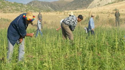 إيفي: إنتاج المغرب من “الحشيش” 713 طن خلال السنة الماضية