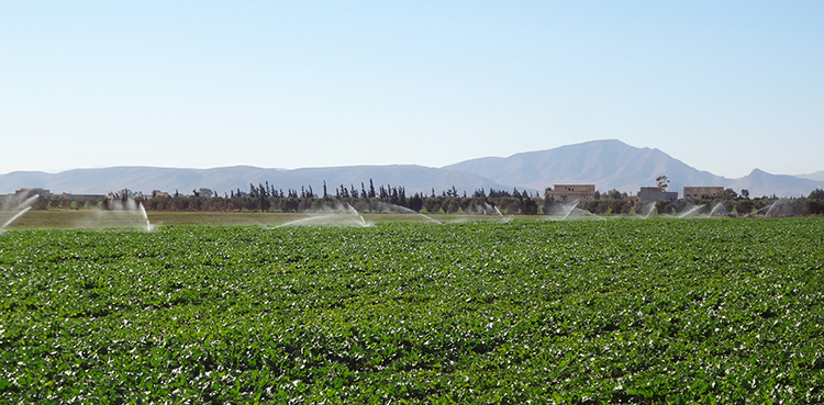 ميزانية انجاز المشاريع الفلاحية بتاوريرت تتجاوز عتبية الـ 700 مليون درهم ميزانية انجاز المشاريع الفلاحية بتاوريرت تتجاوز عتبية الـ 700 مليون درهم