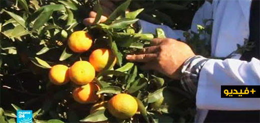 شاهدوا.. تقرير لفرانس24 حول مدينة بركان عاصمة البرتقال والحمضيات بالمغرب
