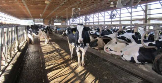مكتب السلامة الصحية يخصص أزيد من 800 مليون لفلاحين أتلفت رؤوس أبقارهم بسبب الحمى القلاعية