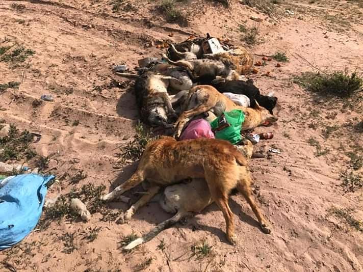 صور.. رمي جثث كلاب مقتولة بعد شن حملة إبادة جماعية وسط "رأس الماء" يثير غضب الساكنة