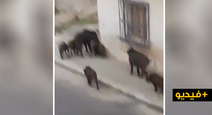 شاهدوا.. الخنزير البري يغزو قرية أركمان نهارا والساكنة تطالب من الجهات المسؤولة التدخل 