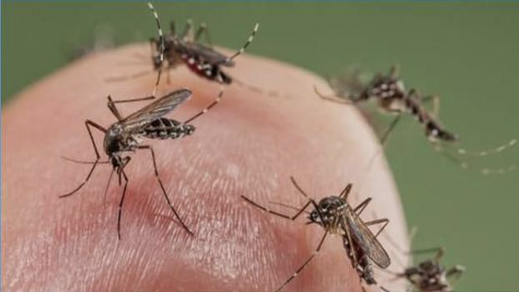 ساكنة أحياء المطار تشتكي من الناموس وتدعوا الجماعة لإستعمال المبيدات والأليات التي خصصت لها الملايين 