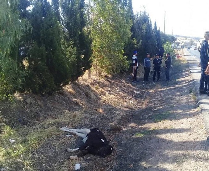 ارتطام حافلة تقل مسافرين من الناظور بـ"عجل" نواحي طنجة تثير استياء عارما بعد تعطيل مصالحهم