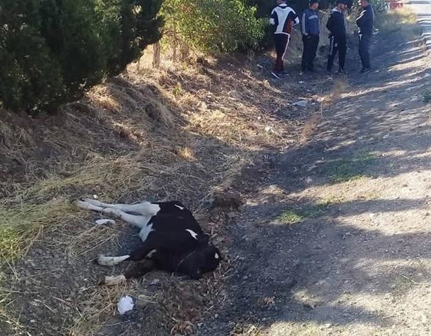 ارتطام حافلة تقل مسافرين من الناظور بـ"عجل" نواحي طنجة تثير استياء عارما بعد تعطيل مصالحهم