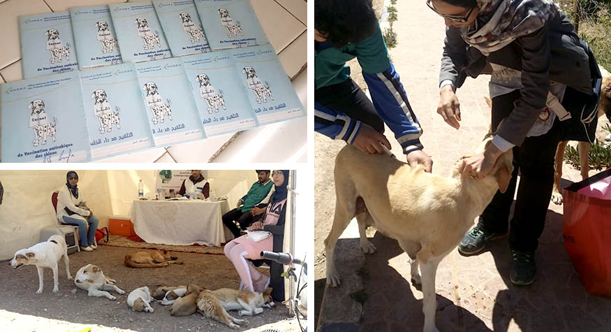 جمعية "رأفة لحماية الحيوان" ترد على ساكنة "الشعبي" بالناظور الداعية إلى إجلاء حيّها من الكلاب الضالة