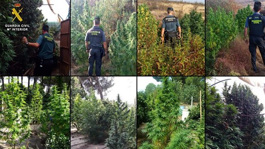 بعد محاصرة منافذ الحشيش .. إسبان يحولون حدائق منازلهم لمزارع الماريغوانا بعد محاصرة منافذ الحشيش .. إسبان يحولون حدائق منازلهم لمزارع الماريغوانا