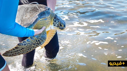 شاهدوا.. بحارة يعثرون على سلحفاة عملاقة ونادرة في عرض سواحل الحسيمة شاهدوا.. بحارة يعثرون على سلحفاة عملاقة ونادرة في عرض سواحل الحسيمة