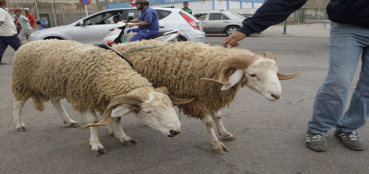 الأمين العام للزراعة والغذاء الإسباني يؤكد منع مسلمي مليلية من استيراد أضاحي العيد من المغرب