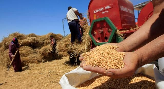 انتاج 52 مليون قنطارا من الحبوب خلال الموسم الفلاحي الحالي بالمغرب