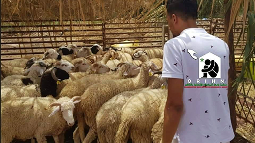 منظمة "رامي للمبادرات الإنسانية" توزع قطيع أضاحي العيد على أسر معوزة بالناظور