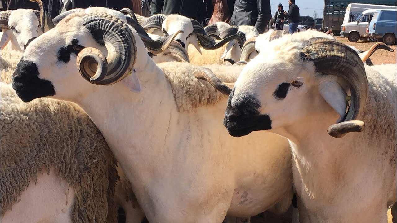 وزارة الفلاحة تنوه بالظروف التي مرت فيها عملية ذبح الأضاحي