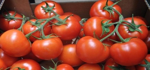 المغرب يصدر 426 ألف طن من الطماطم  الى الإتحاد الأوروبي خلال 7 أشهر