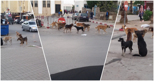 هكذا ستتدخل مؤسسات مركزية للحد من انتشار الكلاب الضالة ومخاطرها بالناظور