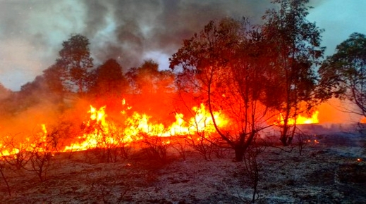 حقوقيون  بالناظور: حريق تافريست أتى على أزيد من ألف هكتار ويجب تصنيفه جريمة بيئية وفتح تحقيق