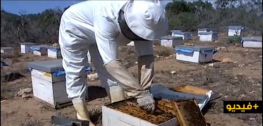 شاهدوا بالفيديو.. 37 تعاونية تعمل في قطاع تربية النحل بإقليم الناظور