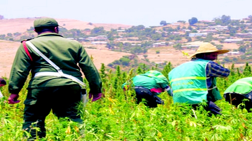 تبادل إطـلاق النار بين مزارعين للكيف يتسبب في حالة استنفار أمني قصوى بين الحسيمة والشاون تبادل إطـلاق النار بين مزارعين للكيف يتسبب في حالة استنفار أمني قصوى بين الحسيمة والشاون