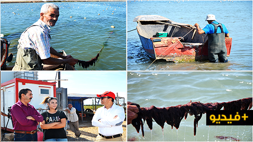 الوكالة الوطنية لتنمية الأحياء البحرية تطلع على كيفية تربية الطحالب بالمزرعة النمودجية ببوعرك الوكالة الوطنية لتنمية الأحياء البحرية تطلع على كيفية تربية الطحالب بالمزرعة النمودجية ببوعرك