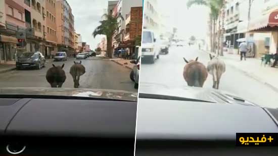 زمرة من الحمير تجوب وسط أرجاء الناظور بكل حرية بلا حسيب ولا رقيب