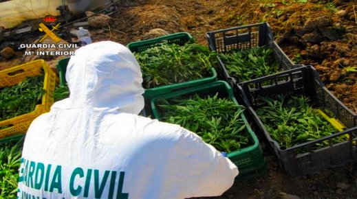 الشرطة الإسبانية تفكك شبكة إجرامية تنشط في زراعة مخدر "الماريخوانا" داخل منتزه طبيعي