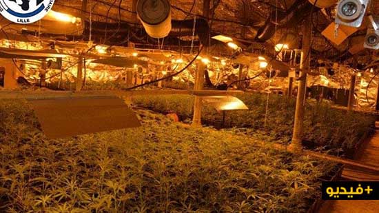 بالفيديو... العثور على مزرعة للقنب الهندي داخل منزل ضواحي مدينة ليل بشمال فرنسا