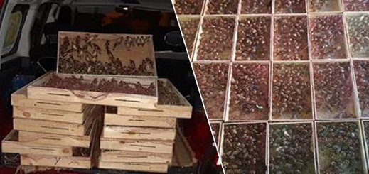 الجمارك تحبط محاولة تهريب 1680 من طيور الحسون بوجدة