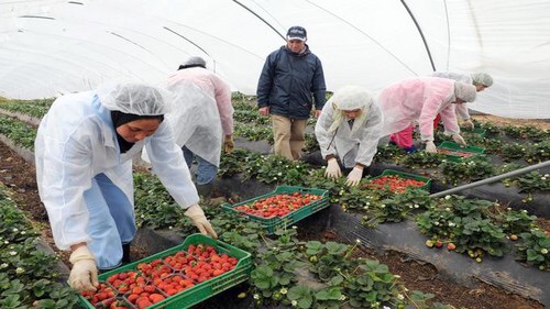 فتح باب الترشيح للقاطنات بالناظور والدريوش الراغبات في جني الفواكه الحمراء باسبانيا